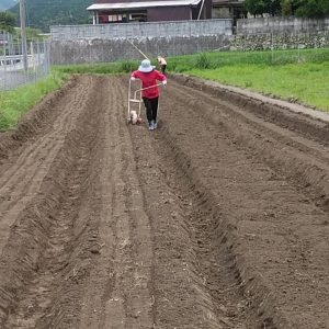 コカブの定植